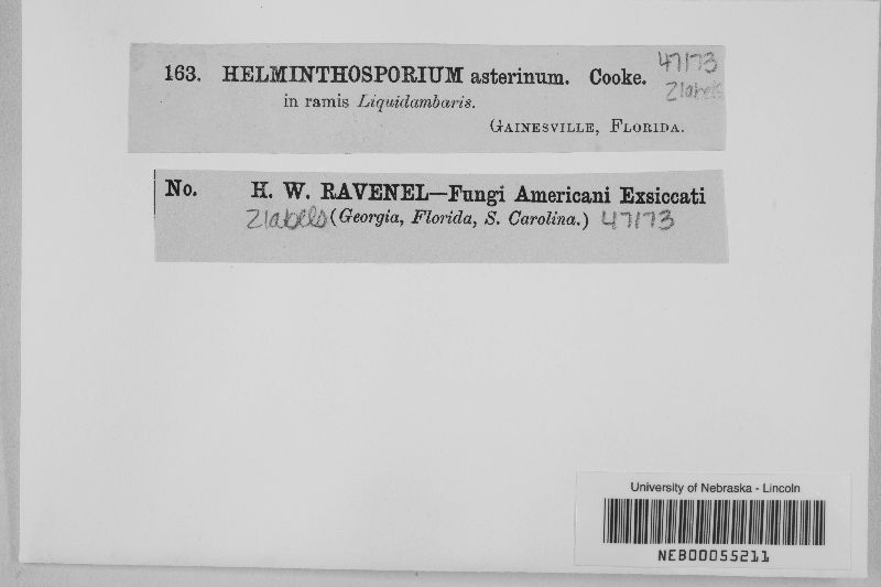 Helminthosporium asterinum image