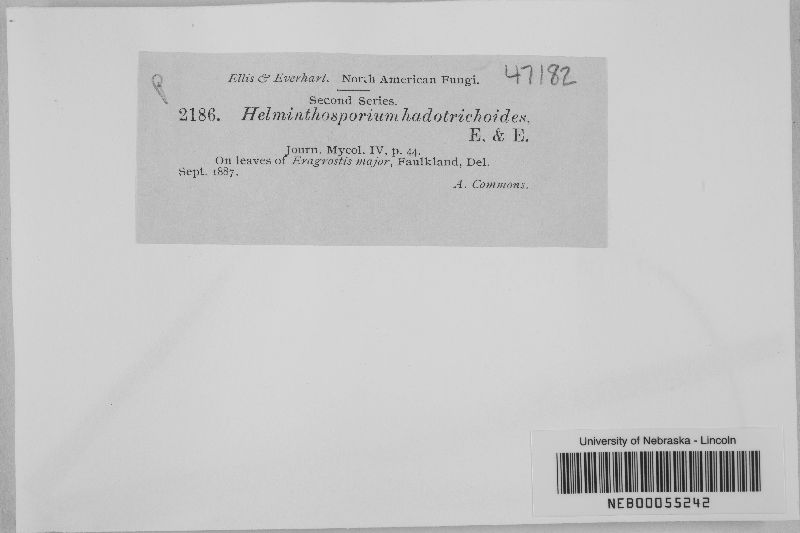 Helminthosporium hadotrichoides image