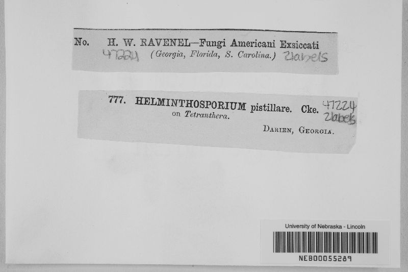 Helminthosporium pistillare image