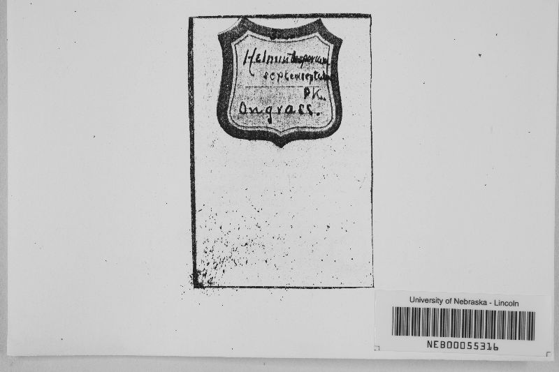 Helminthosporium septemseptatum image