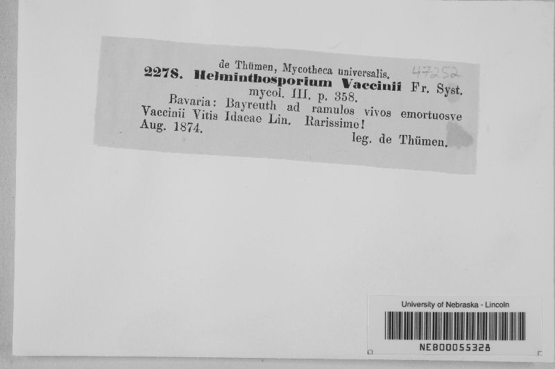 Helminthosporium vaccinii image