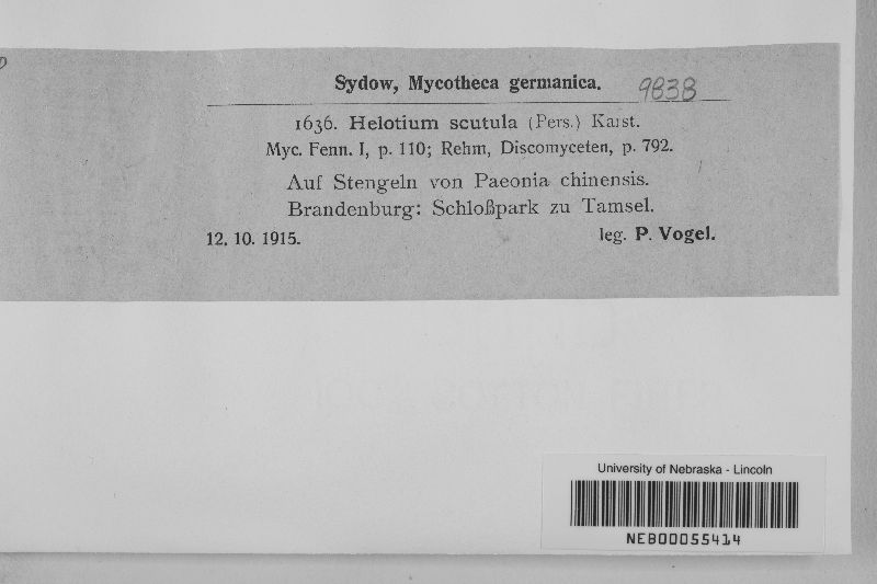 Hymenoscyphus scutula image