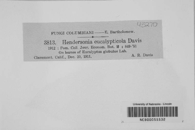 Hendersonia eucalypticola image
