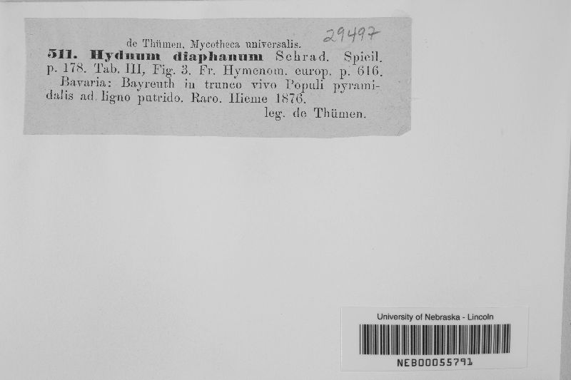 Hydnum diaphanum image