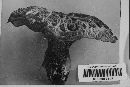 Sarcodon imbricatus image