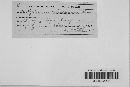 Steccherinum ochraceum image