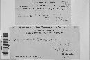 Pseudochaete tabacina image