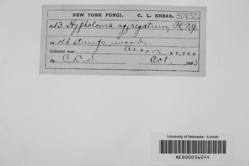 Hypholoma aggregatum image