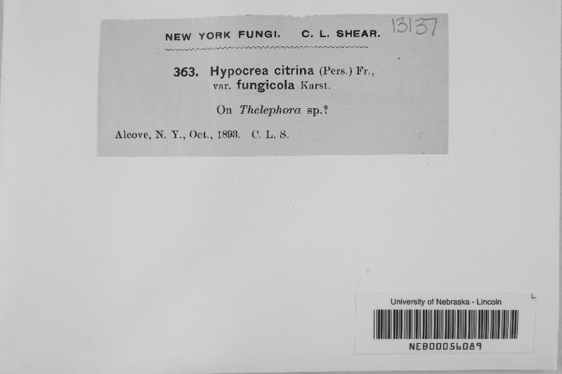 Hypocrea citrina var. fungicola image