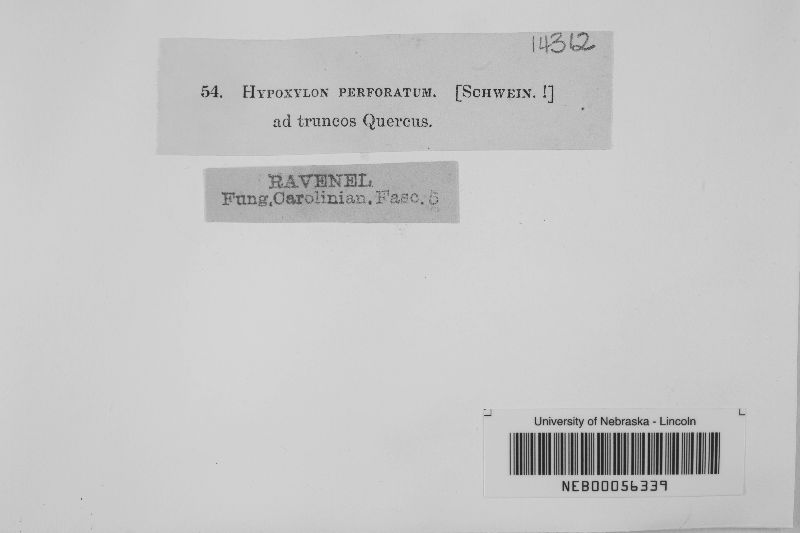 Hypoxylon perforatum image