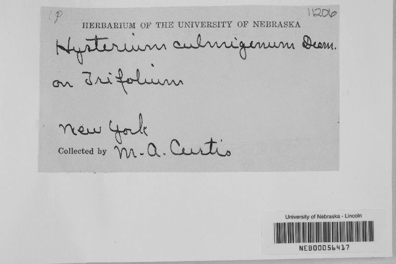 Hysterium culmigenum image
