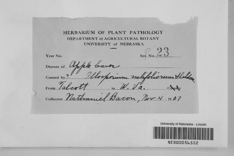 Illosporium malifoliorum image