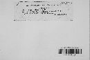 Irpex lacteus image