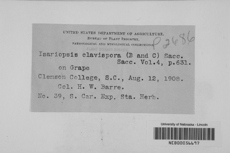 Isariopsis clavispora image