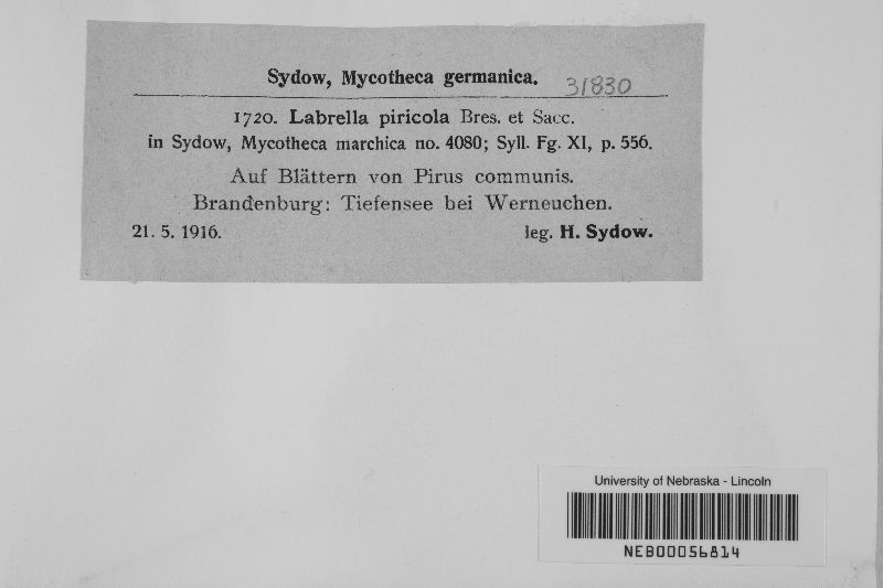 Labrella piricola image