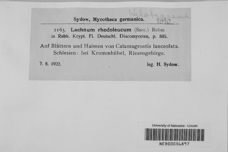 Lachnum rhodoleucum image