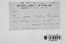 Patellaria atrata image