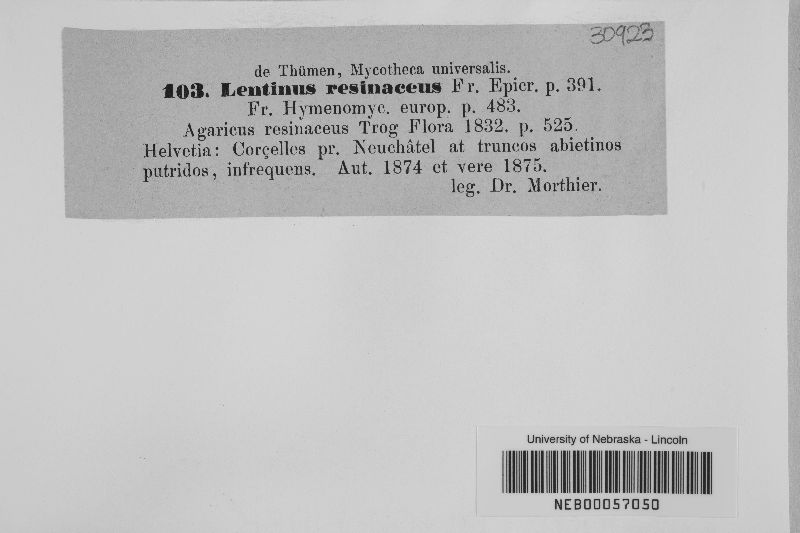 Neolentinus adhaerens image