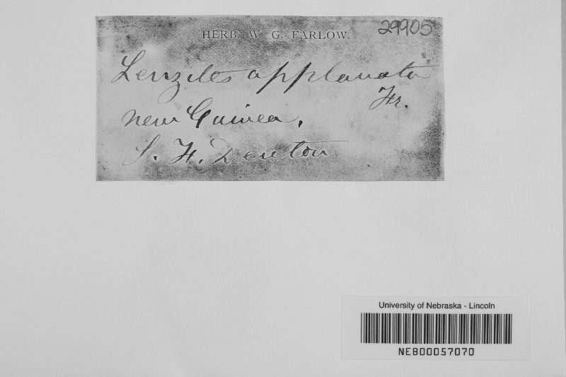 Lenzites applanata image