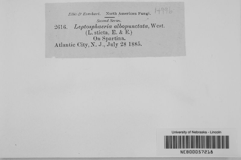 Leptosphaeria albopunctata image