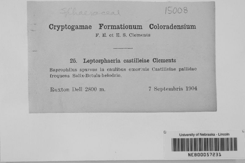 Leptosphaeria castilleiae image