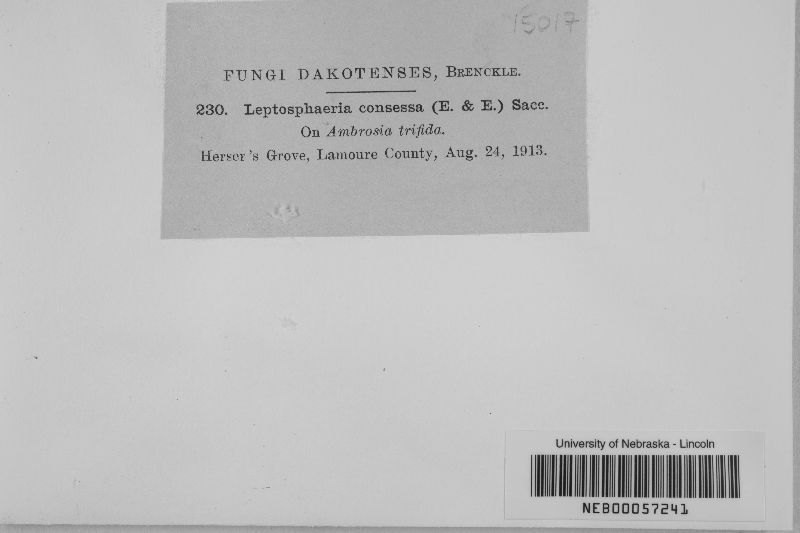 Leptosphaeria consessa image