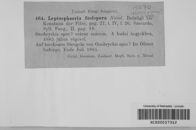 Leptosphaeria fusispora image