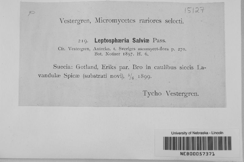 Leptosphaeria salviae image