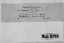 Leptosphaeria typharum image
