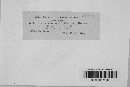Leptosphaeria typharum image