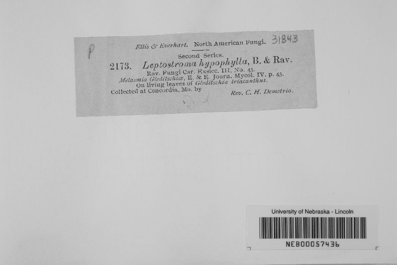 Leptostroma hypophylla image