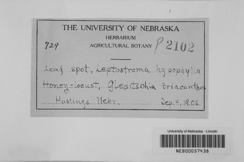 Leptostroma hypophylla image