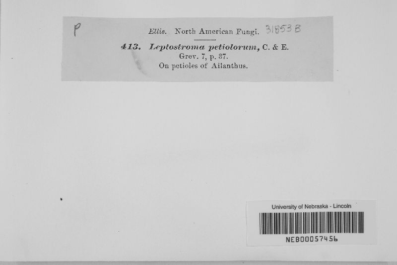 Leptostroma image