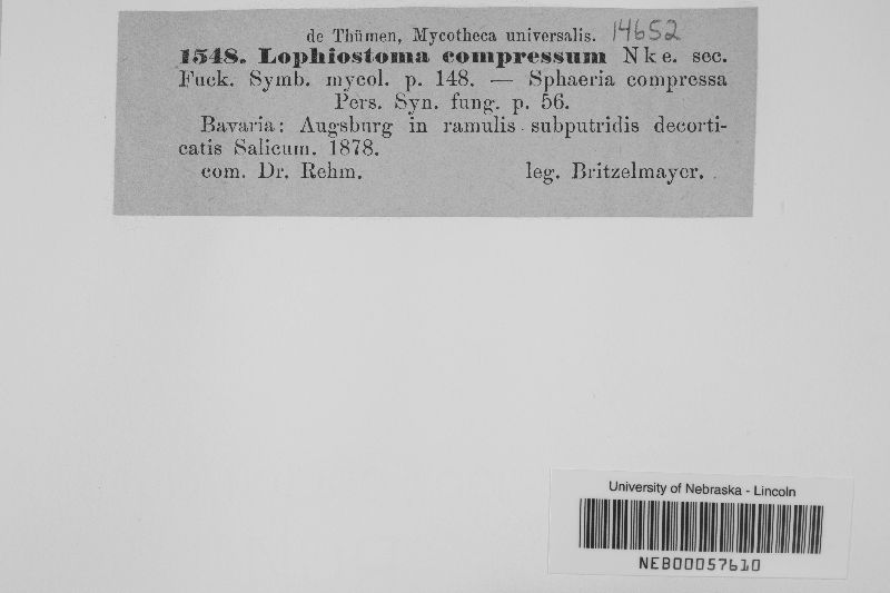 Lophiostoma compressum image