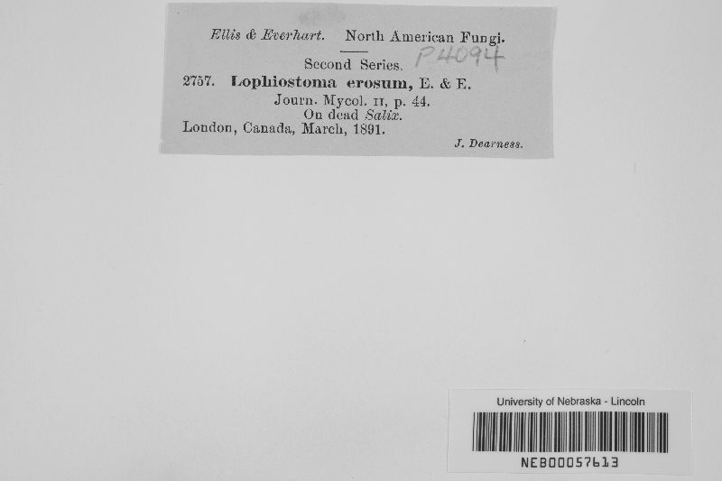 Lophiostoma erosum image