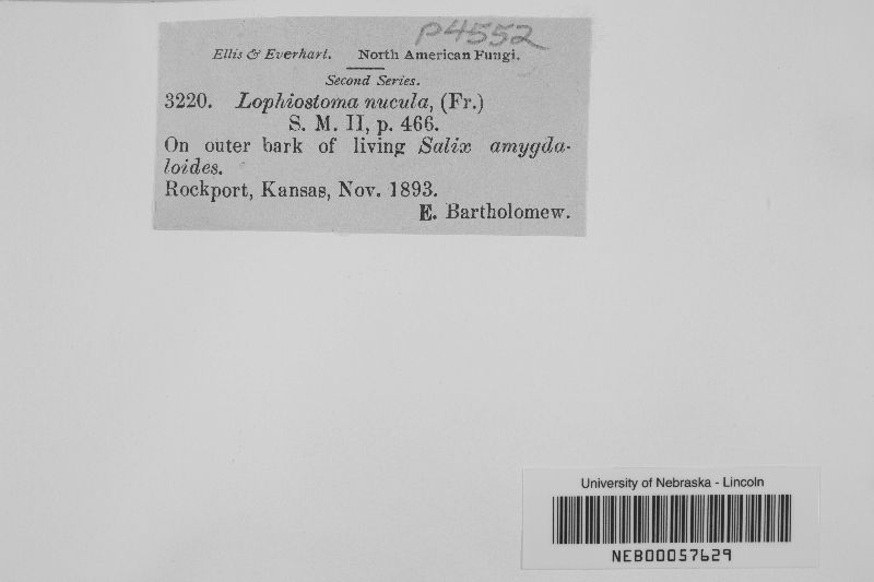 Lophiostoma nucula image