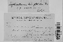 Lophiostoma triseptatum image