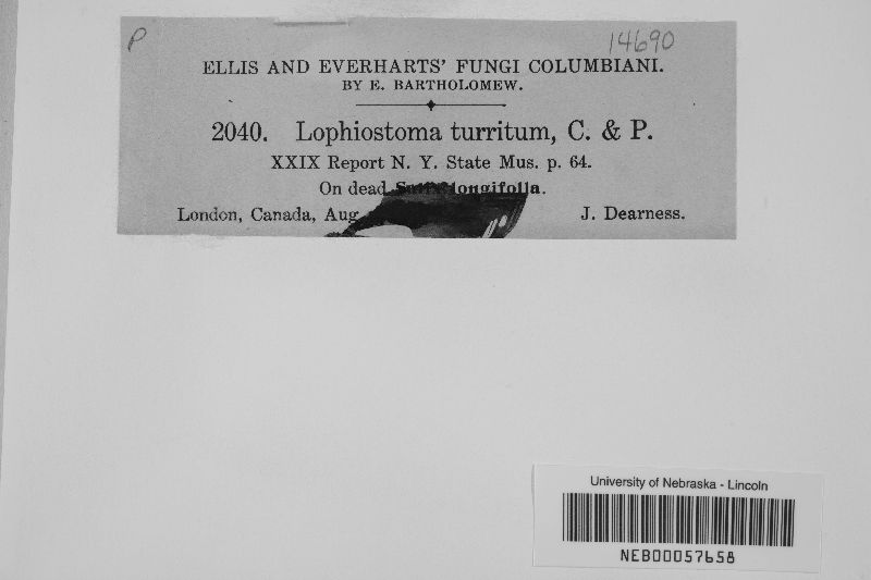 Lophiostoma turritum image