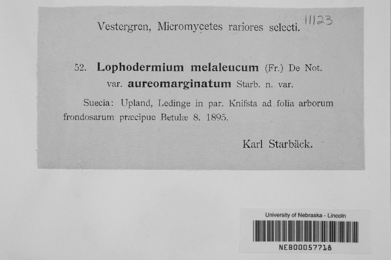 Lophodermium melaleucum var. aureomarginatum image