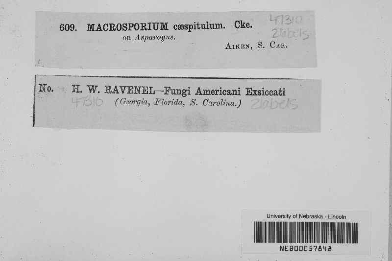 Macrosporium caespitulum image