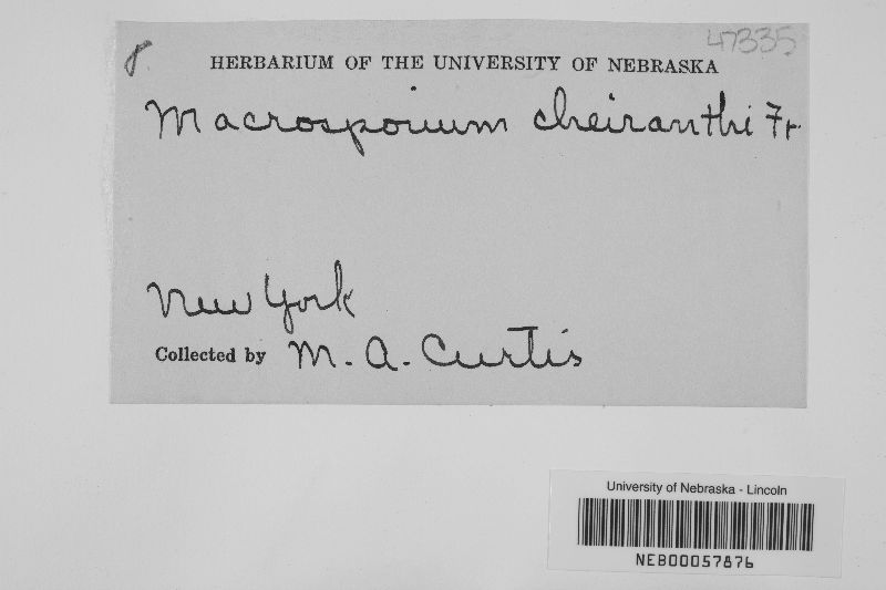 Alternaria cheiranthi image