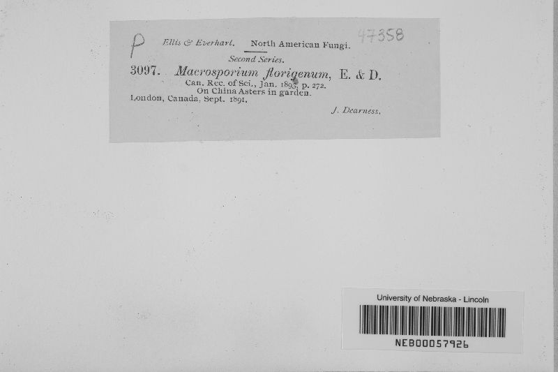 Macrosporium florigenum image