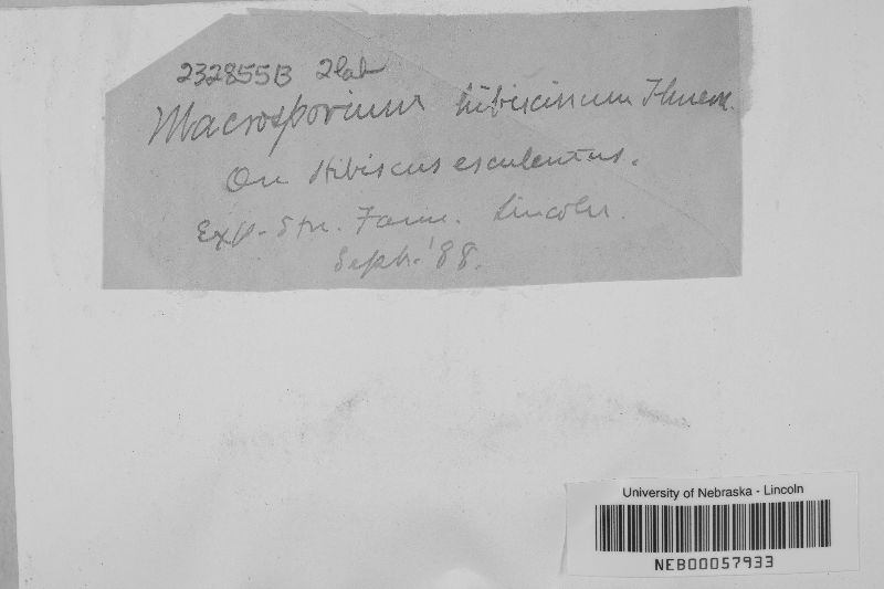Macrosporium hibiscinum image