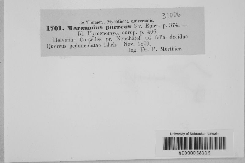 Marasmius porreus image