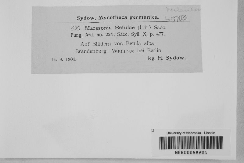 Marssonia betulae image