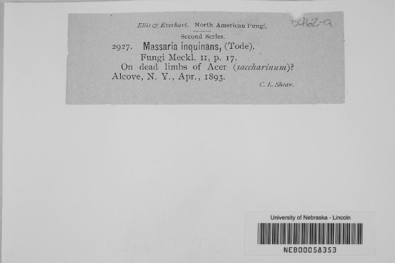 Massaria inquinans image