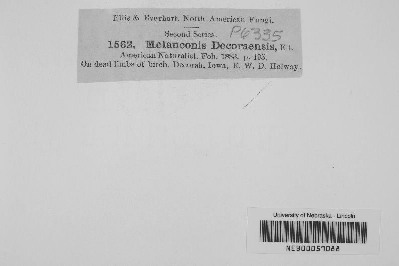Melanconis decoraensis image