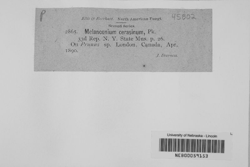Melanconium cerasinum image
