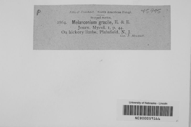 Melanconium gracile image