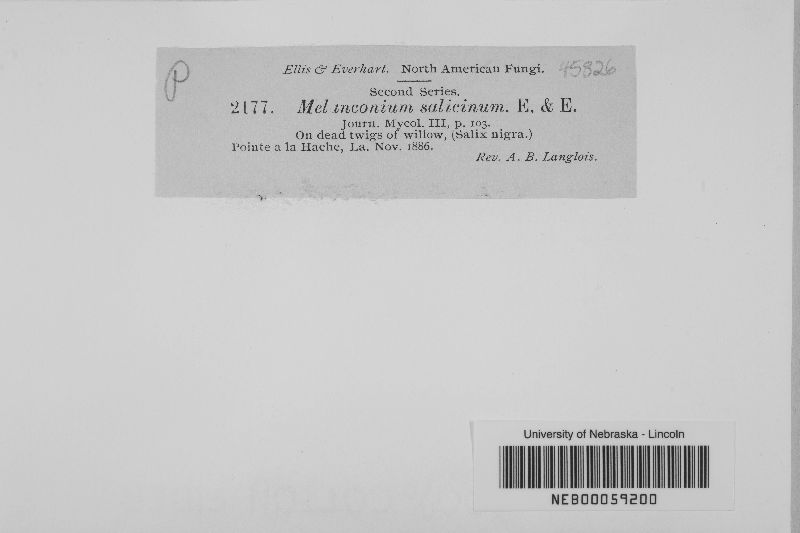 Melanconium salicinum image